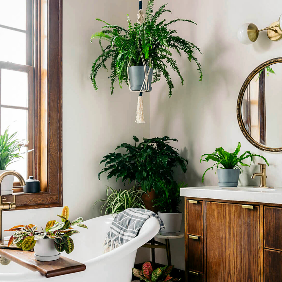 Here are 7 of the Best Bathroom Plants- Article on Thursd